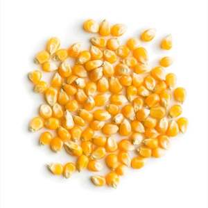 Maïs jaune séché de grade 2 Maïs non gluant 100% Maturité 24 mois Durée de conservation Sans OGM Convient à la consommation humaine Alimentation animale - Product Image 5