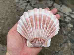 Vente en gros de coquillages naturels pour la décoration de la maison - Product Image 5