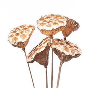 Flores Secas de Pampas, Decoración para Navidad, Pascua, Bodas, Día de la Madre, Floristería, Tallos de Loto Naturales Grandes Marrones, Semillas2026 - Product Image 1