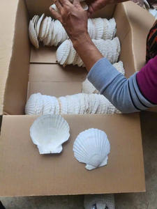 Durable et étonnant: coquillages vietnamiens en vrac pour l'exportation - Product Image 4