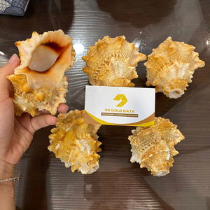 เปลือกหอยธรรมชาติขนาดต่างๆสำหรับตกแต่งสบู่และสร้างสรรค์โครงการศิลปะ DIY ส่งออกจากเวียดนาม99ข้อมูลทอง - Product Image 1