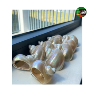 แหวนรองจานเปลือกหอยธรรมชาติจากเวียดนาม งานแฮนด์เมด สไตล์ชายฝั่ง สำหรับตกแต่งโต๊ะงานเลี้ยงฉลองมงคลสมรส ร้านอาหาร และโต๊ะอาหารที่บ้าน - Product Image 1