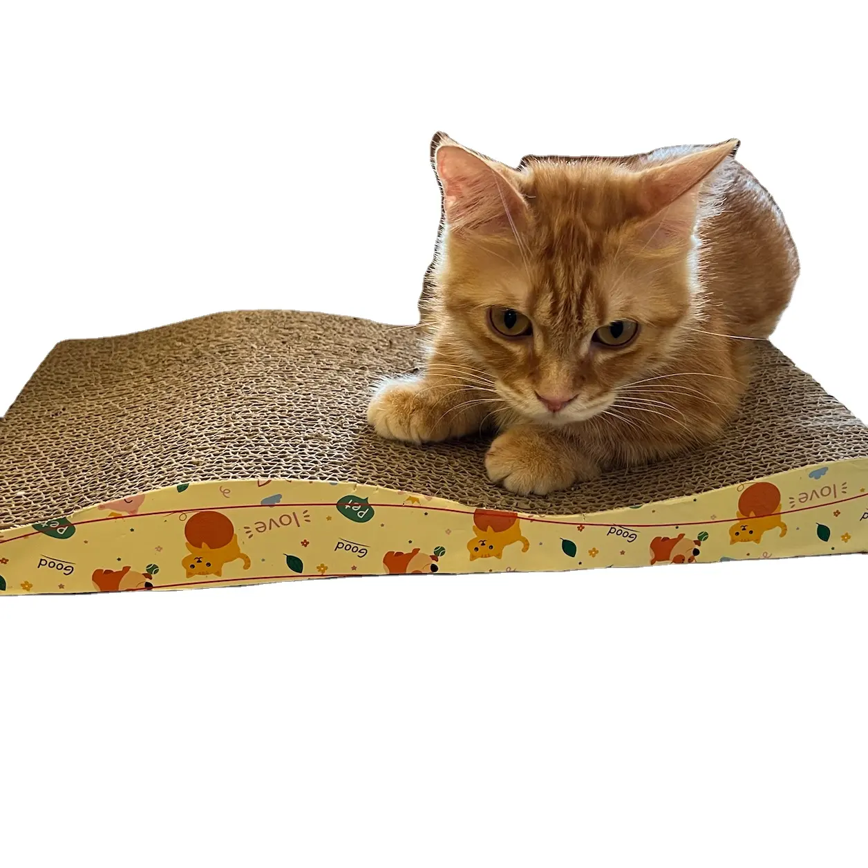 Meja garuk kucing, terbuat dari karton, jadi Anda tidak perlu khawatir tentang cakar kucing Anda terlalu tajam. WINVN // nn. Christin