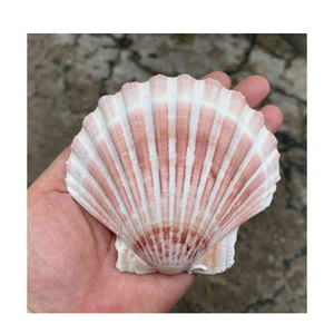 Venta al por mayor de conchas de vieiras naturales para jabonera, centros de mesa costeros, decoración de playa y exhibición de comida ecológica - Product Image 4