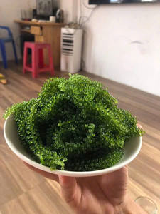 Algas Marinas Saladas Naturales, Caviar Verde, Umibudo, Algas Deshidratadas, Alta Calidad, Estándar de Exportación - Product Image 6