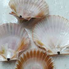 Vente en gros de coquillages naturels pour la décoration de la maison - Product Image 3