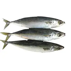 批发冷冻鲭鱼高品质冷冻太平洋鲭鱼供应商