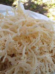 LÉGUME MARIN COTTONII/PROPRE TRAITÉ/BASE DE PLANTES/CULTURE OCÉANIQUE - Product Image 2