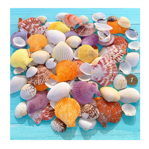 Coquillages finement organisés pour de belles décorations pour la maison Artisanat et pièces d'art sur le thème nautique - Product Image 3