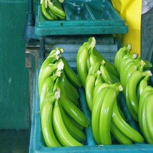 Bananas ORGÁNICAS Cavendish, COMPRA AL POR MAYOR ESPECIAL, 6.5 kg - Product Image 2