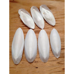 Hueso de sepia seca, proveedor de Vietnam para fabricantes de piensos para aves y cadenas de tiendas de mascotas - Product Image 1