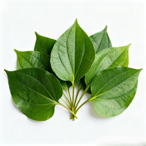 Feuilles de bétel naturelles fraîches, arôme moyen, qualité supérieure, prix compétitif, vente en gros, exportation mondiale 2025 VIET SEAFARM - Product Image 1