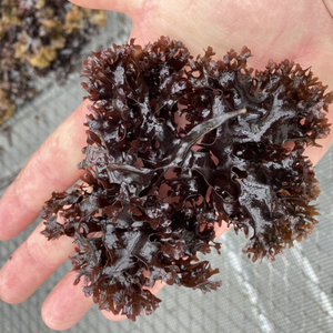 มอสทะเลไอริชคุณภาพสูง/ส่วนผสมที่ขาดไม่ได้สำหรับสูตรเฉพาะ/(seamoss Gold - Purple - chondrus Crispus) - Product Image 6