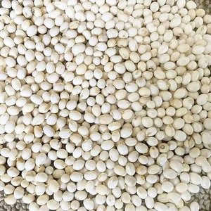 Proveedor Mayorista de Semillas de Algodón Orgánico |   Semillas de Algodón Crudas Naturales de Grado Alimenticio con 2 Años de Vida Útil en Venta - Product Image 1