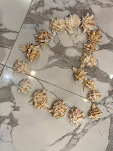 Material Natural de Vietnam Seashell para decoración de embalaje de joyería artesanal y accesorios temáticos costeros - Product Image 3