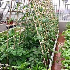 Caña de Bambú para Construcción y Edificación, Venta al por Mayor de Postes de Bambú a Precio Económico, Postes de Bambú de Primera Calidad de Vietnam - Product Image 1