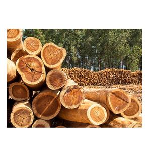 ไม้ยูคาลิปตัสสำหรับโครงการก่อสร้างและเฟอร์นิเจอร์จำนวนมาก - Product Image 6