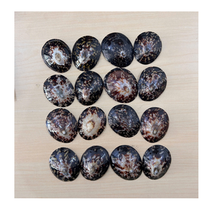 Vietnam 99 Gold Data Exports Limpet Shell pour l'affichage de table et les conceptions côtières utilisant une coquille de limpet naturelle - Product Image 3