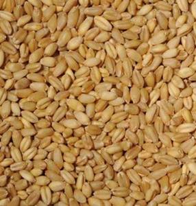 Granos de Trigo Orgánico Secos Españoles a Granel (Bolsas de 25 kg) Sin OMG ni Aditivos, Calidad Premium para Uso Alimentario, En Venta - Product Image 3