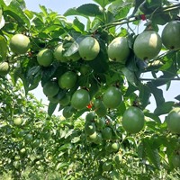 Hoge kwaliteit premium verse passievruchten uit Vietnam, zuurzoete smaak, GMO-vrij, geschikt voor dranken en de voedingsindustrie, rechtstreeks.