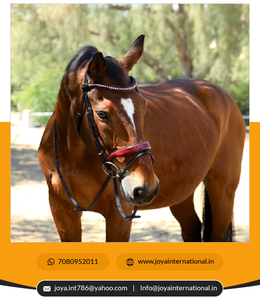 ชุดบังเหียนโรสวูด-เบอร์กันดีมีสิทธิบัตรจำกัด - Product Image 6