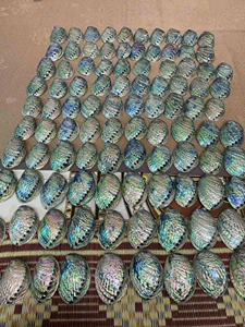 olished Vietnam <b>Abalone</b> <b>Shell</b> Superior Decorative Piece, Iridescent <b>Abalone</b> <b>Shell</b> with Shimmering Gloss and Unique Ocean Texture - Product Image 5