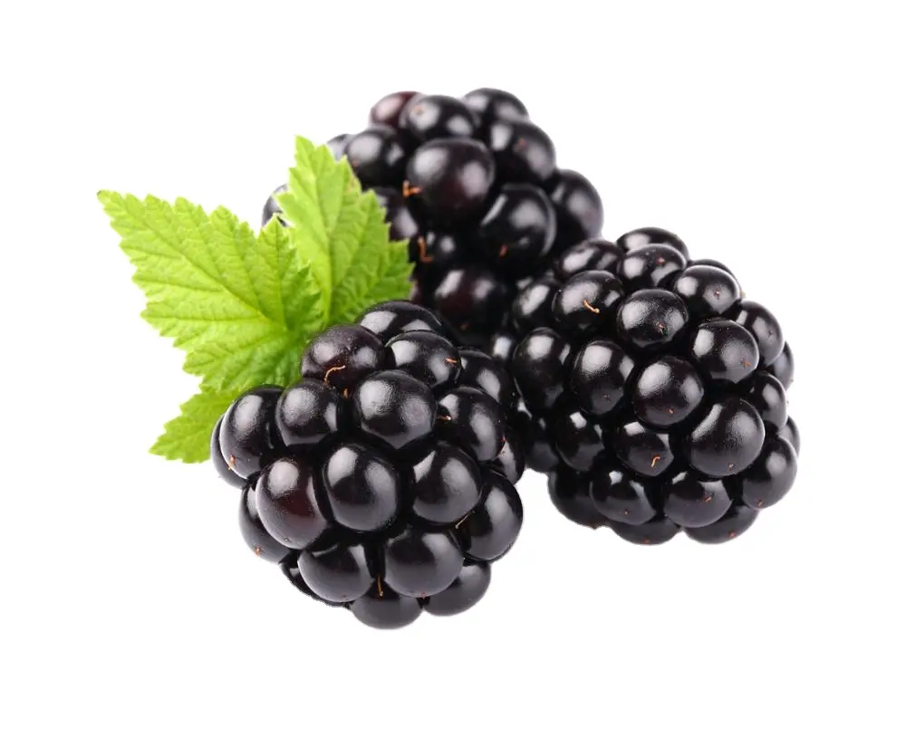 Indian Black Berry Seed Oil 100% Pure Premium Quality Top Grade Wholesale Price Global Supplier and Leading Exporter from India