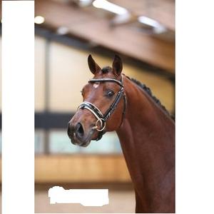 Fabricante de cuero suave, brida enrollada, brida patentada, calidad de fabricante, cuero natural indio, brida de caballo, cuero enrollado - Product Image 1