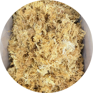 Superfood-eucheuma cottonii-Wildcrafted mousse de mer irlandaise soleil sec-mousse de mer crue-végétalien/Lima - Product Image 1