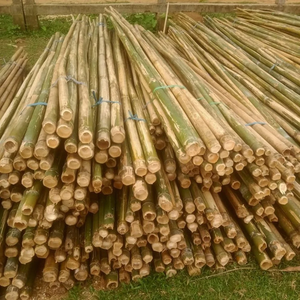 Estacas de bambú redondas secas naturales largas de Vietnam Bastones de bambú para jardinería, decoración, construcción - Product Image 6