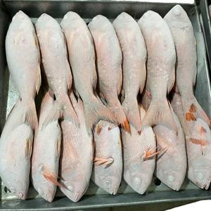 Pargo Rojo Entero Congelado, Estándar de Exportación, Precio al por Mayor de Mariscos - Product Image 4