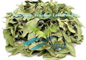 HGO Fournisseur direct d'usine de poudre de feuilles d'Apocynum venetum pure et naturelle, qualité alimentaire, spécification 10:1, extrait - Product Image 3