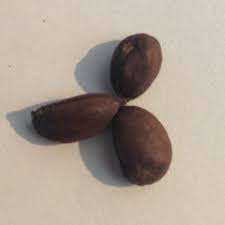 Graines de coton de qualité supérieure, de qualité premium, 40-600 cm, pour le jardinage, en gros et au détail, séchées - Product Image 5