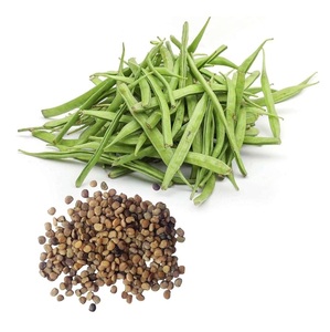 Graines de guar Phali pour les agents épaississants et stabilisants alimentaires - Product Image 4