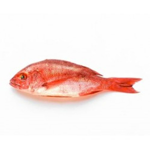 Low cost frozen white snapper fish positioned for professional <b>bulk</b> resale flow - Product Image 1