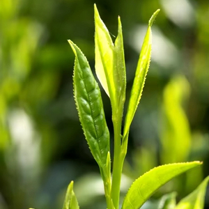 ผงสกัดจากชาเถาองุ่นญี่ปุ่นผลิตในประเทศญี่ปุ่นสำหรับอาหารเพื่อสุขภาพและอาหารเสริม - Product Image 1