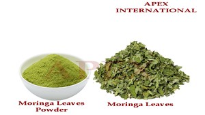Polvo de Hoja de Moringa Oleifera Pura, Polvo de Hojas de Moringa Secas, Marca Apex de Rajasthan, India - Product Image 3
