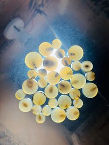 กระดุมเสื้อทำจากเขาควายแท้ 100% คุณภาพดีเยี่ยม กันน้ำ แฟชั่นใหม่ อุปกรณ์เย็บผ้า HF - Product Image 6