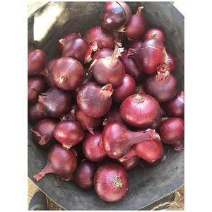 Oignon frais pelé rouge de vente chaude, vente en gros en vrac, qualité supérieure, direct usine, propre et frais, parfait pour les acheteurs du monde entier - Product Image 2