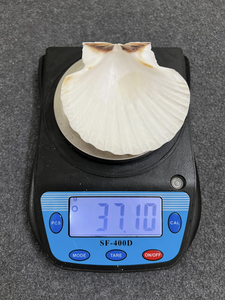 Coquille de pétoncle utilisée pour les paramètres de buffet d'affichage des aliments Exigences de restauration et d'emballage de cadeaux d'événement - Product Image 6