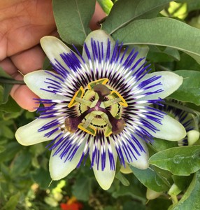 Planta de maracuyá - Product Image 1