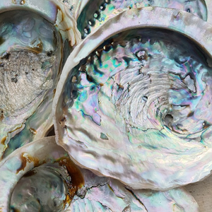 Coquille d'ormeau bleue, coquille d'ormeau Paua, coquille de mer brute, meilleur prix du Vietnam, boîte à bijoux en coquille d'ormeau - Product Image 2