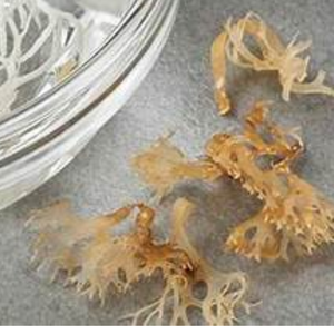 Sea Moss-Suplemento alimenticio nutritivo para la vida moderna. - Product Image 2