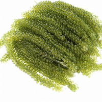 Uvas de Mar Más Vendidas - Uvas de Mar Secas Estándar de Exportación, Deliciosas y Naturales