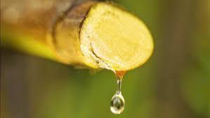 Agua de Palma Nipa Enlatada de 320 ml, Suministro de Fábrica para Venta Minorista Global y Servicios de Alimentos - Product Image 6