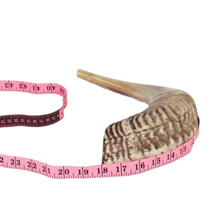 Shofar Kosher de Cuerno de Carnero Pulido a Mano, Ecológico y de la Mejor Calidad para Rosh Hashaná y Yom Kippur - Product Image 4