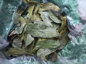 Soursop graviola leaf dried for infusion manufacturers retailers and sourcing agents seeking stable quality and export supply - Product Image 6