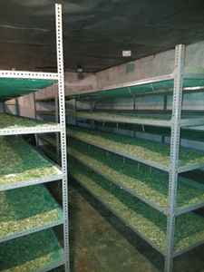 FEUILLE DE MORINGA - Product Image 5