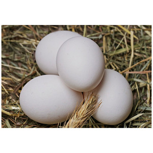 Œufs de poule frais blancs en vrac à vendre, œufs de poule frais de ferme, œufs de poule frais bruns très demandés - Product Image 2