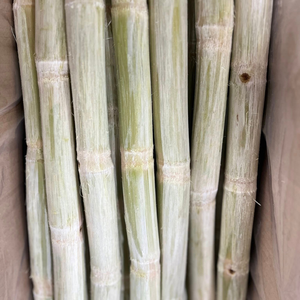 CANNE À SUCRE CONGELÉE | PUR ET NATUREL | COLLATION IMMUNITAIRE - Product Image 2